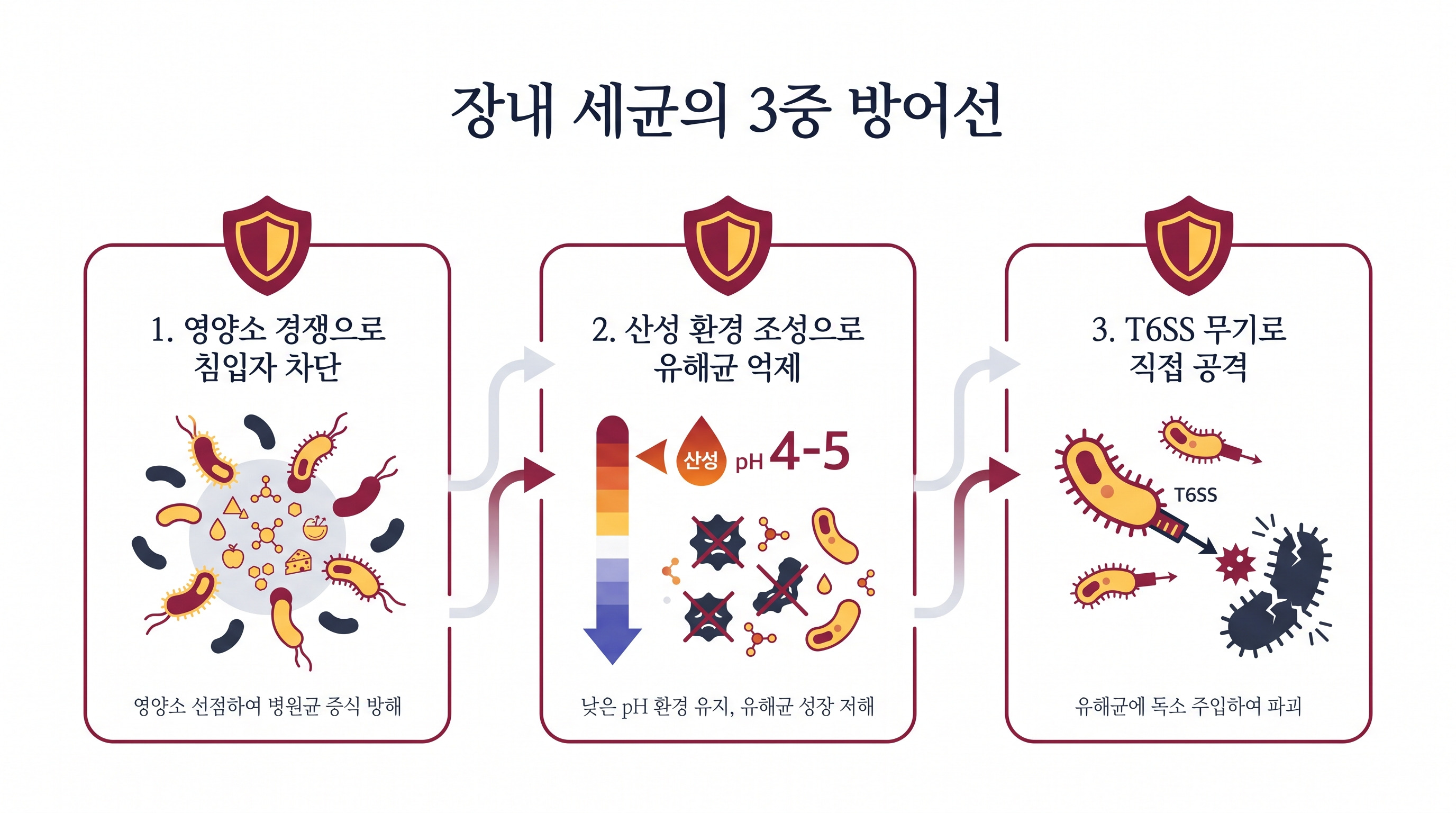 정상세균총이 외부 침입자를 막아내는 세 가지 방어 메커니즘