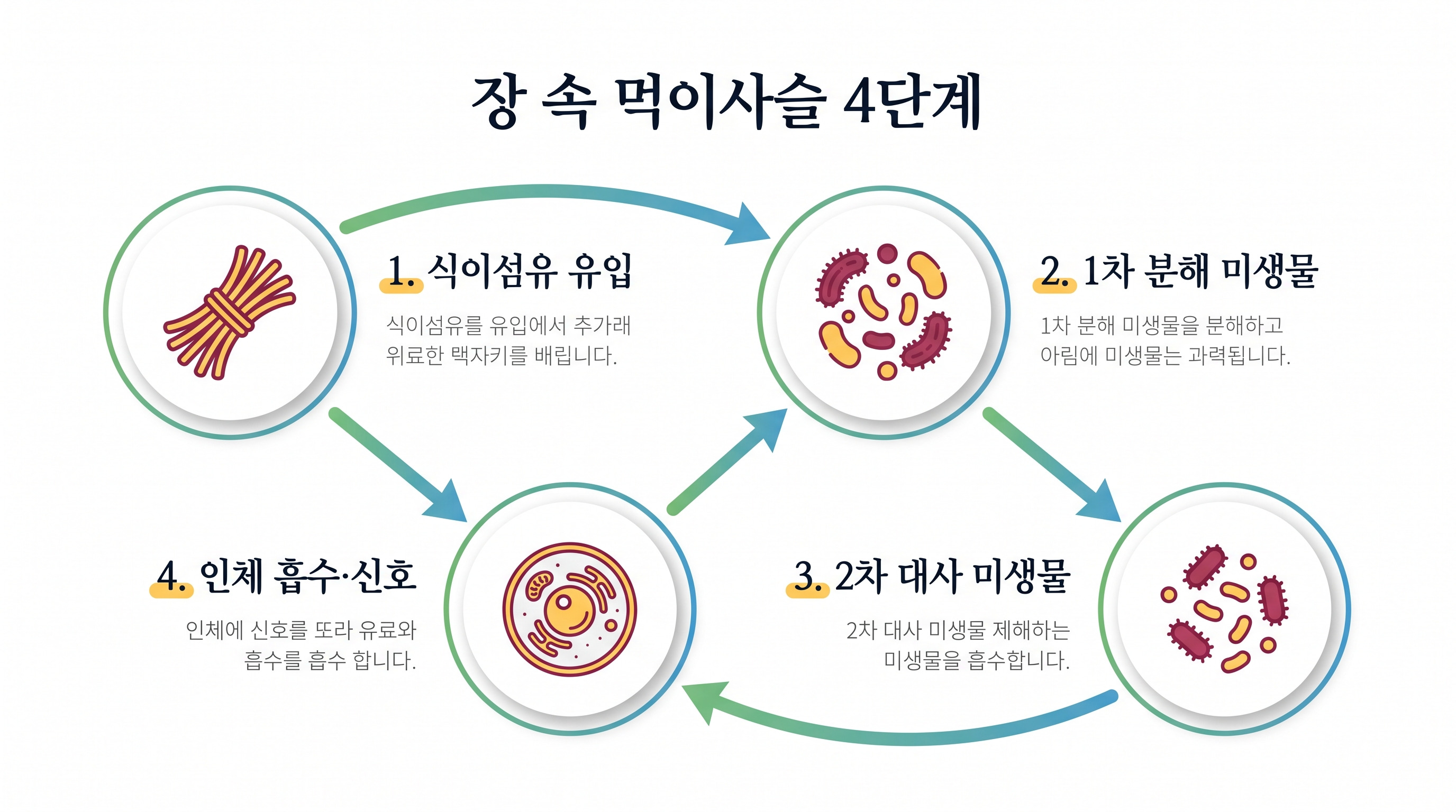 장내 미생물 생태계의 먹이사슬 순환 구조를 단계별로 시각화한 다이어그램