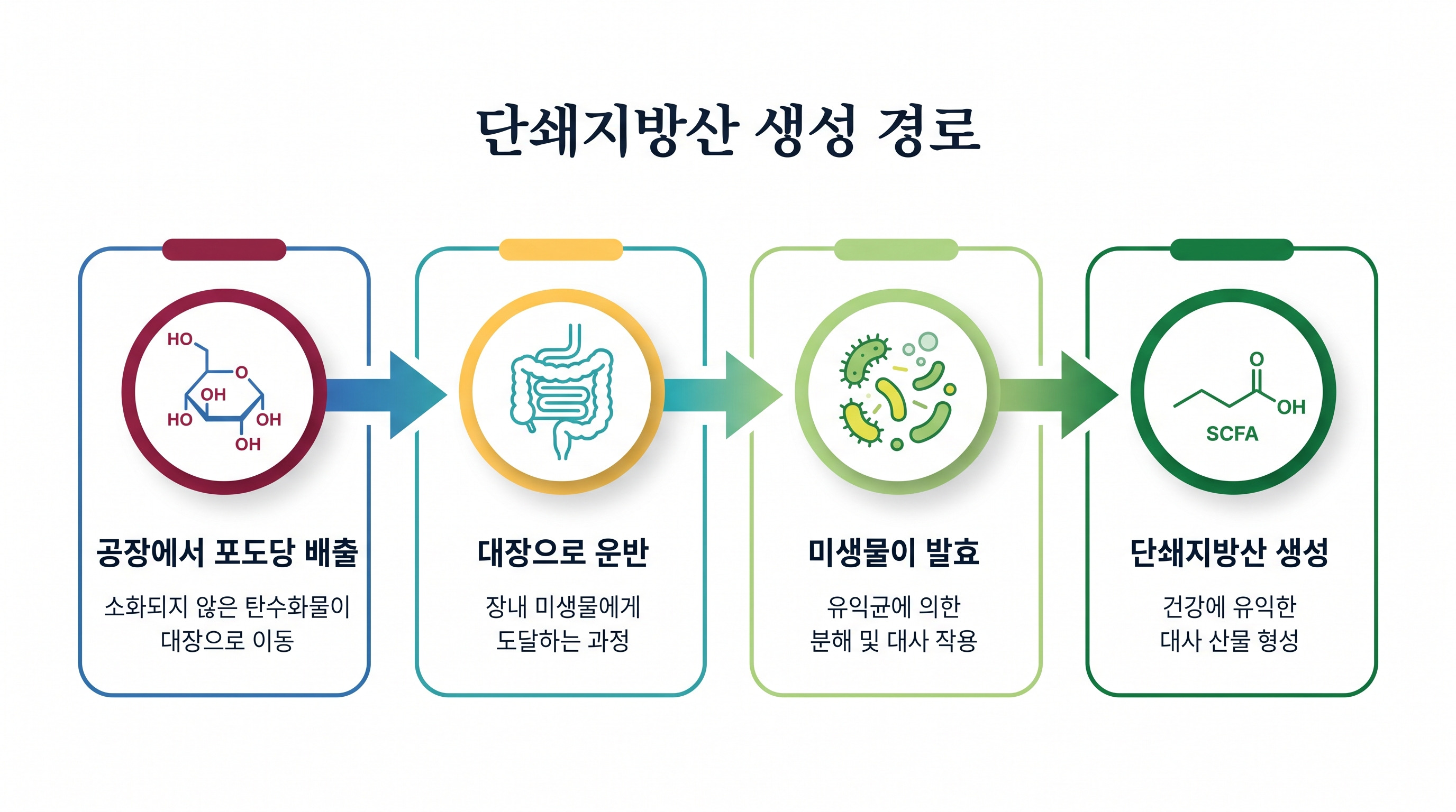 포도당이 장으로 배출되어 단쇄지방산으로 전환되는 새로운 메커니즘